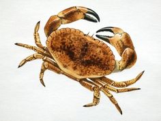 a drawing of a brown crab with black claws on it's back and legs