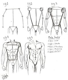 an image of how to draw male torsos