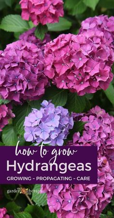 purple flowers with the words how to grow hydrangeas growing - propagating - care