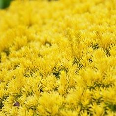 yellow flowers are blooming in the garden