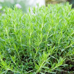 a close up view of some green plants