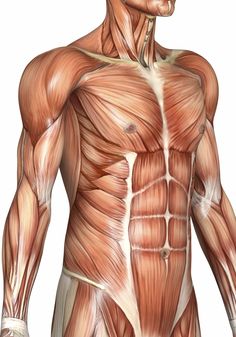 an image of the muscles and their major skeletal systems in a man's body