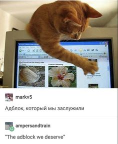 an orange tabby cat sitting on top of a computer monitor with caption in russian