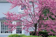 a blue house with pink flowers in the front yard