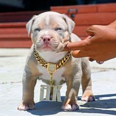 a dog that is wearing a gold chain around its neck