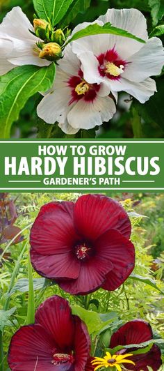 three different types of flowers with the title how to grow hardy hibiscus gardener's path