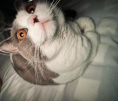 a gray and white cat laying on top of a bed next to a person's hand