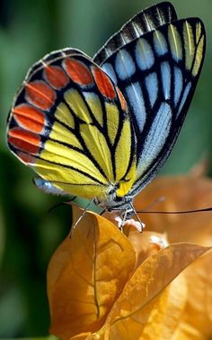 a colorful butterfly sitting on top of a yellow flower