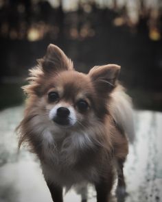 a small brown and white dog standing on top of a table