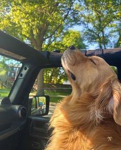 a golden retriever dog sitting in the drivers seat of a car looking up into the sky