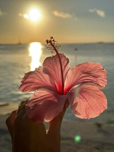 a person holding up a pink flower in front of the ocean at sunset or sunrise