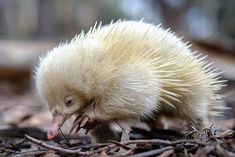 a porcupine walking on the ground with it's mouth open