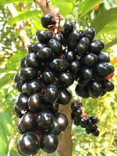 black grapes hanging from a tree in the forest