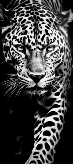 a black and white photo of a leopard