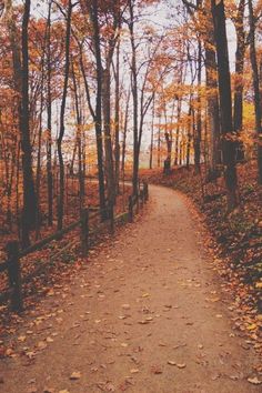 a dirt path surrounded by trees with leaves on the ground