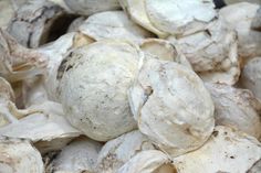 a pile of mushrooms that are white and brown