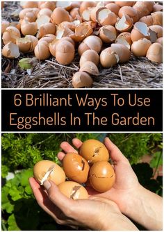 there are eggs in the hand and on the ground, with text overlay that reads 6 brilliant ways to use eggshells in the garden