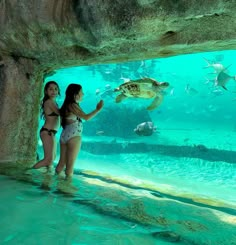 two girls standing in front of an aquarium looking at the sea turtle and other fish