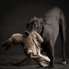 a black dog holding a stuffed animal in it's mouth while standing on its hind legs