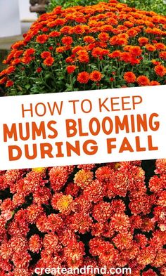 an orange flower bed with the words how to keep mums blooming during fall