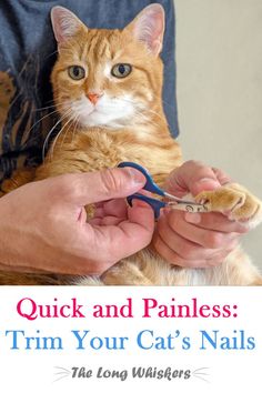 A man trims a cat's nails Clipping Cat Nails, Cats Nails, Trim Cat Nails, Kitten Mittens, Cat Advice, Cut Cat, Mean Cat, S Nails, Cat Language