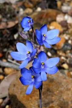 some blue flowers are growing out of the ground