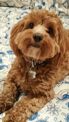 a brown dog laying on top of a bed