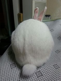 a white rabbit sitting on top of a bed