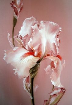 a painting of a pink and white flower on a pink background with watermarked petals