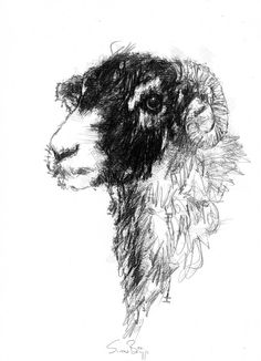 a black and white drawing of a sheep's head