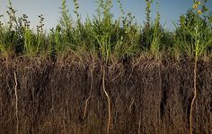 the grass is growing on top of the soil