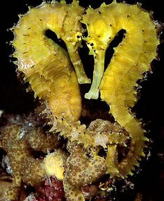 a close up of a sea horse on a rock