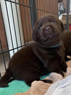 two black puppies are laying on the floor in front of a caged area