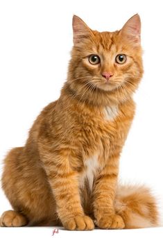 an orange tabby cat sitting and looking at the camera