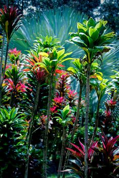 some very pretty colorful plants in the grass