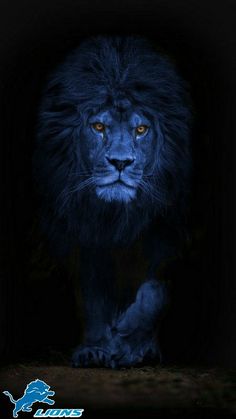 a black and blue lion walking in the dark with its head turned towards the camera