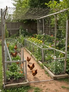 21 DIY Cheap Chicken Run Ideas – The DIY Desire Pallet Fence Chicken Run, Diy Rustic Chicken Coop, Duck Coop Ideas Diy Cheap, Chicken Run Fence, Protect Garden From Chickens, Chicken Farming Ideas, Chicken Run Around Garden, Backyard Aviary, Chicken Coop Ideas Backyard