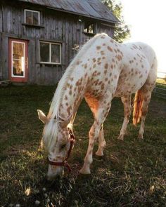 a white and brown spotted horse grazing on grass in front of a wooden building with a red door