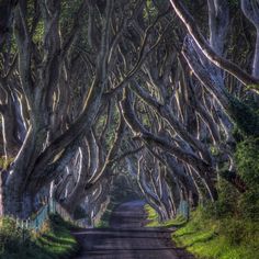 a road lined with trees that look like they have been taken over by the dark hedges