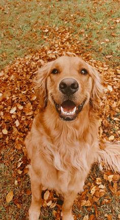 a golden retriever is sitting in the leaves