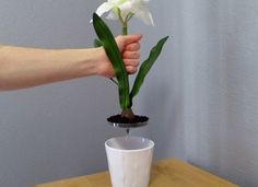 a person is holding a flower in a pot on a table with a plant growing out of it