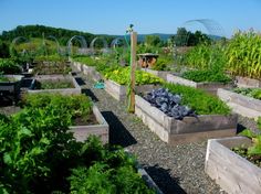 a garden filled with lots of different types of plants and vegetables next to each other