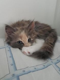 a small kitten laying on top of a white and blue blanket next to a wall