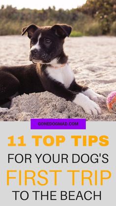 a black and white dog laying on the beach with text overlay that reads 11 top tips for your dog's first trip to the beach