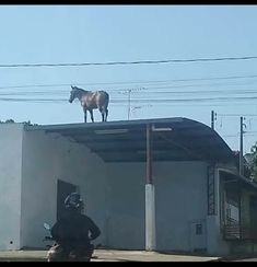 a man riding a motorcycle down a street next to a horse on top of a building