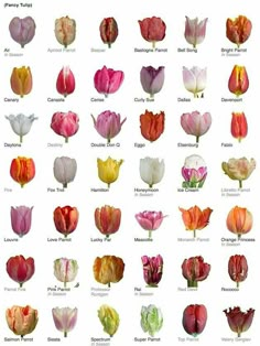 an image of different types of tulips