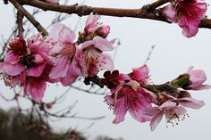 pink flowers are blooming on the branch of a tree in front of a gray sky