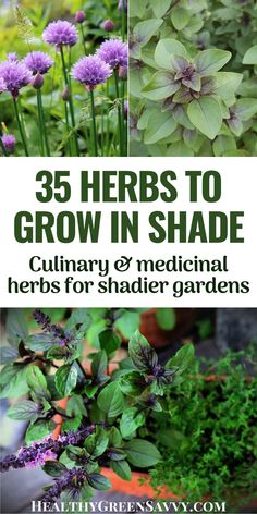 herbs to grow in shade culinary and medical herbs for shade gardens