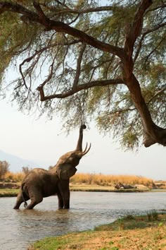 an elephant is standing in the water and reaching up to a tree with its trunk