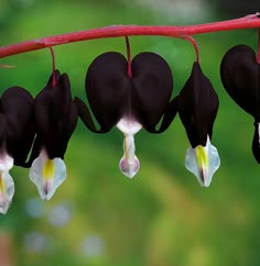 some black and white flowers hanging from a branch